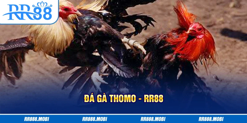 Đá gà tại Thomo tổ chức quy mô và chuyên nghiệp