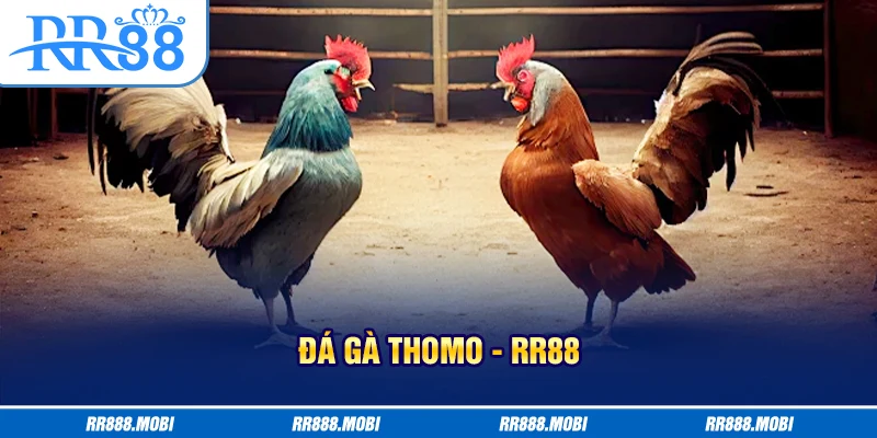 đá gà thomo