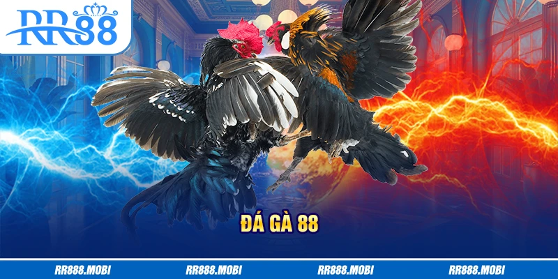 Sảnh 88 đá gà khẳng định uy tín