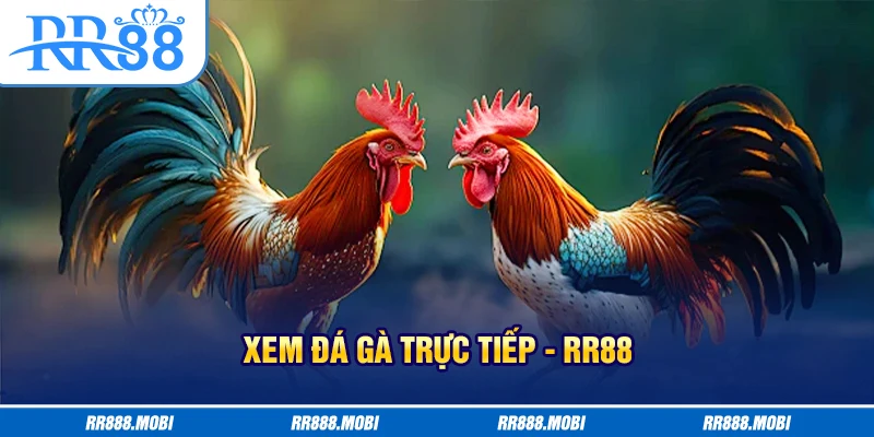 xem đá gà trực tiếp